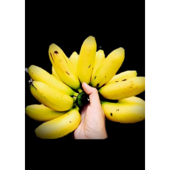 

Pisang Emas Madu Fresh Super✓