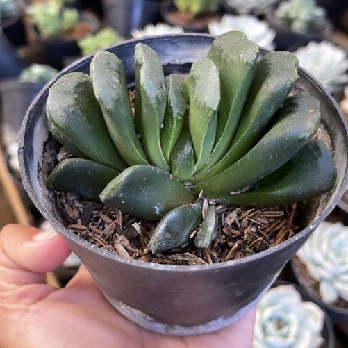 Haworthia Truncata Maughanii