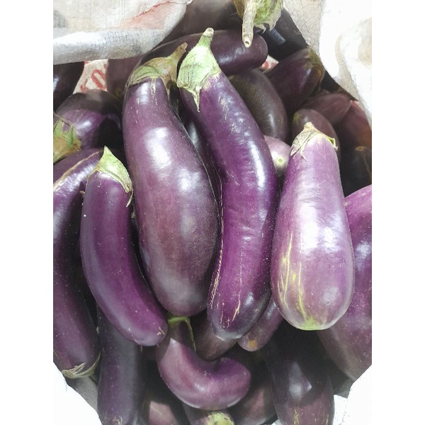 

Terong ungu 250 gram
