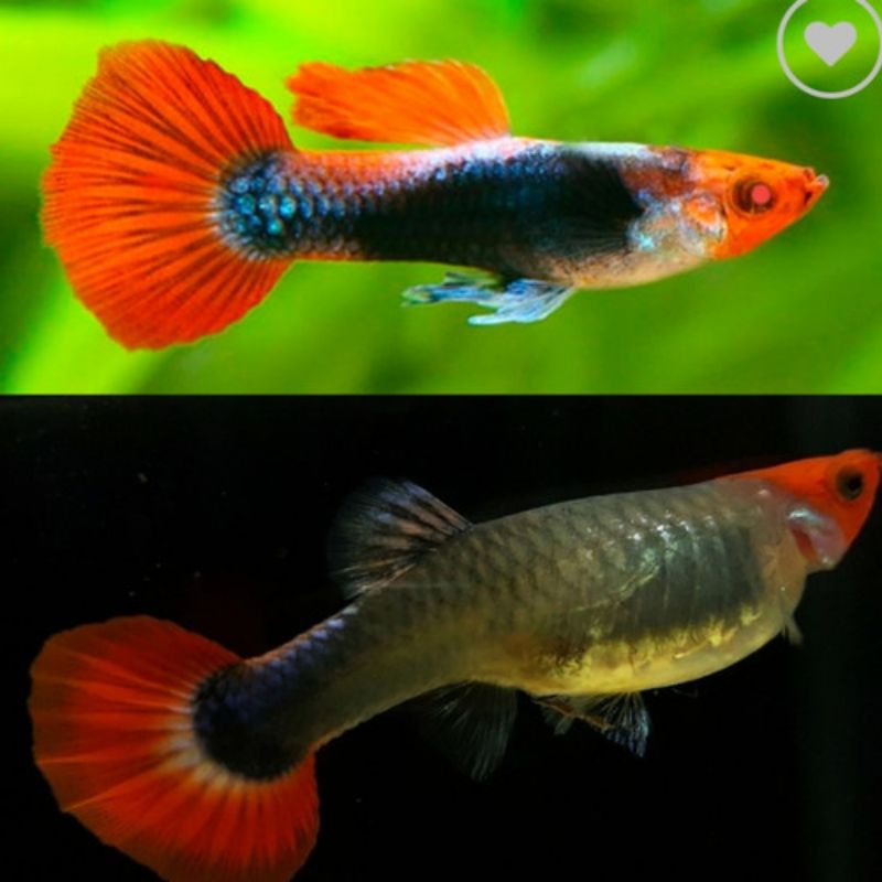 Guppy Tuxedo Dewasa