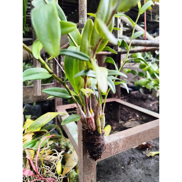 Anggrek merpati + media kayu