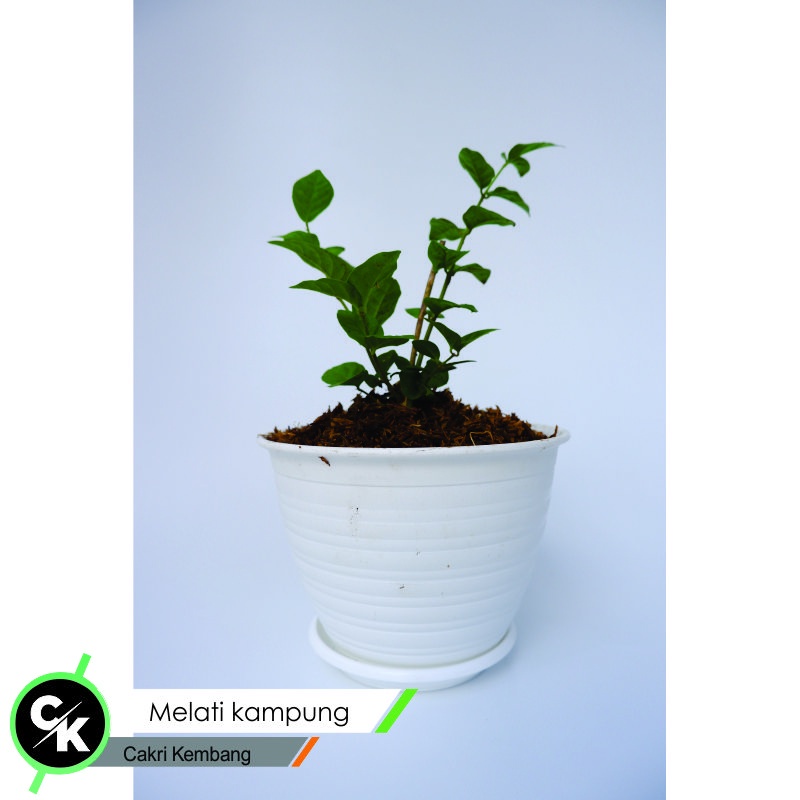 Tanaman Hias Bunga Melati Kampung (Jasminum Officinale) Berbunga - bibit melati kampung bunga murah - BAKUL KEMBANG