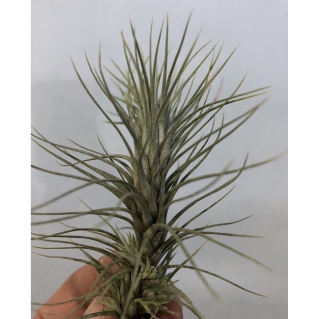 Tillandsia Funckiana anak 8