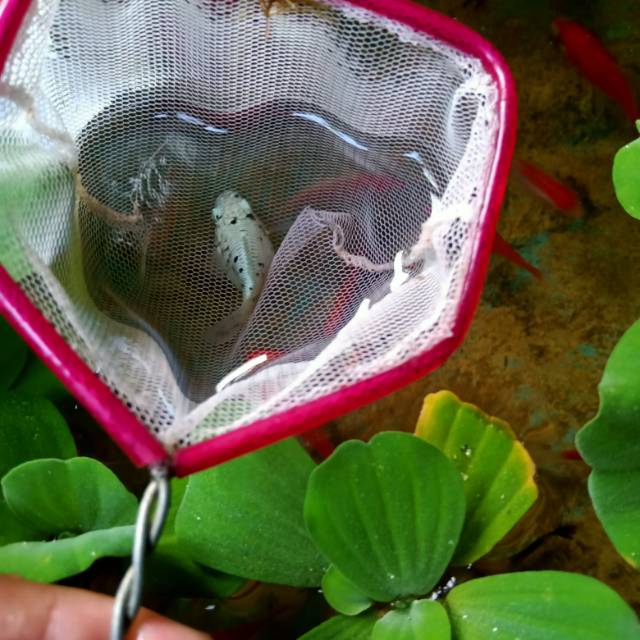 Ikan molly balon indukan siap bertelur