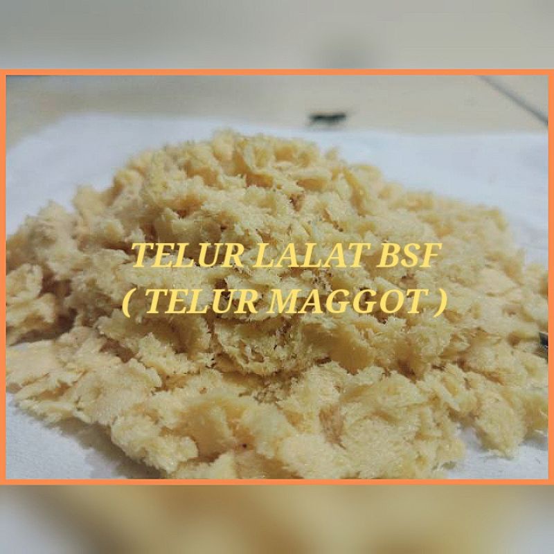 TELUR MAGGOT BSF / TELUR  LALAT BSF / TELUR LALAT BLACK SOLDIER harga PROMO