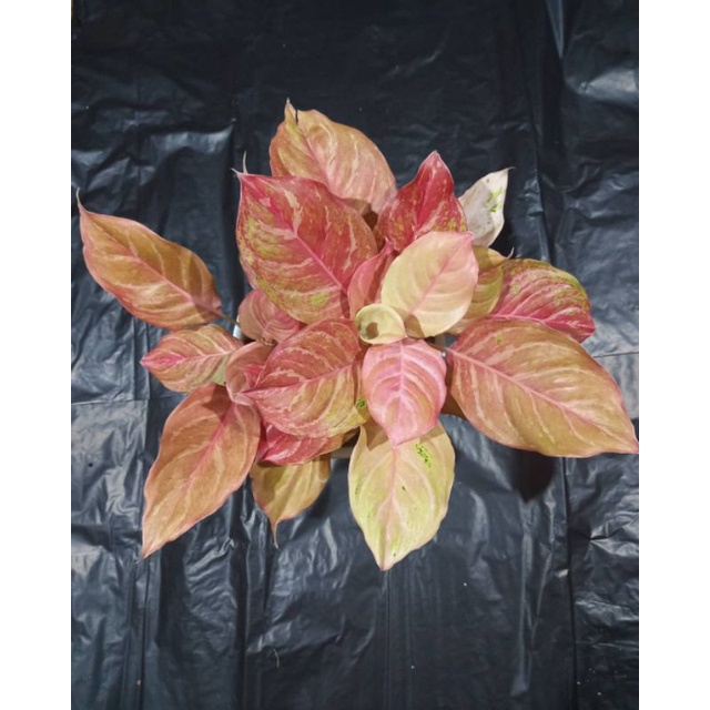 Bonggol aglonema bidadari mutasi