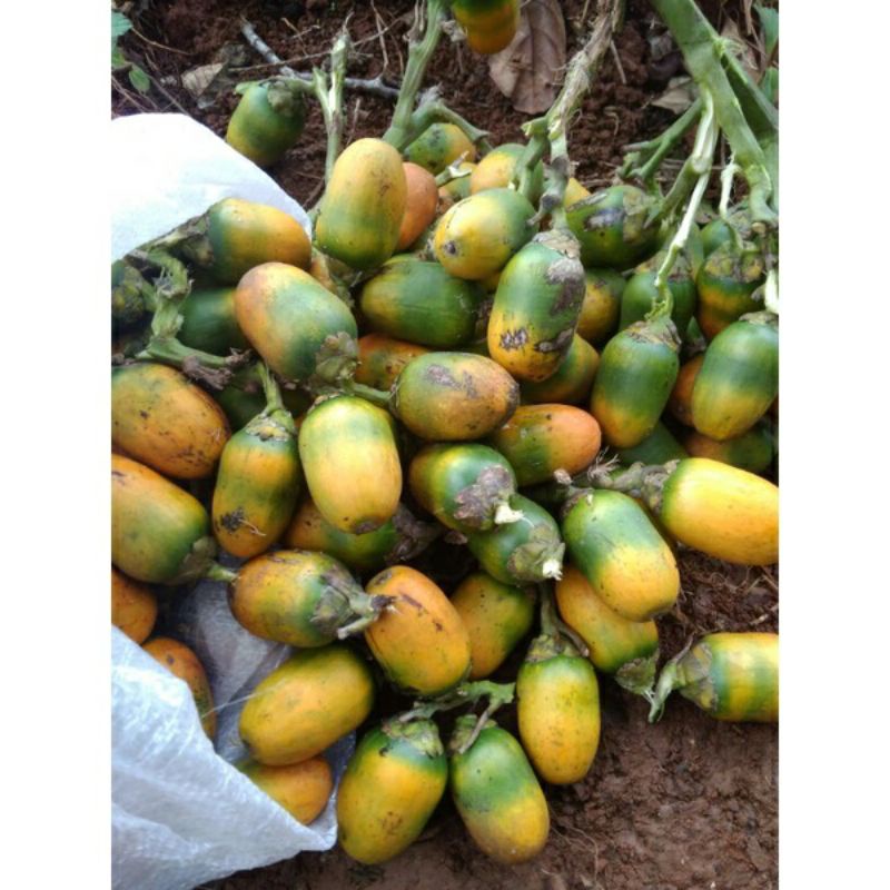 

Buah Pinang Tua Segar Buah Jame Mateng 1Kg
