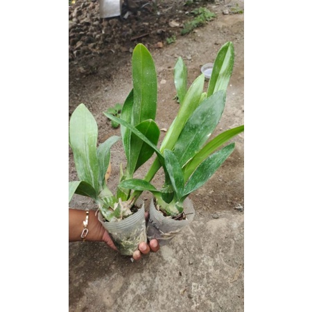 Grammatophyllum Citrinum X Martae