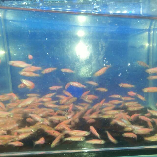 

IKAN REDDANIUM/ZEBRA