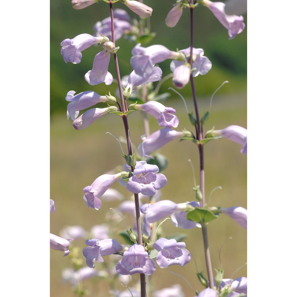 Benih Bibit Biji - Bunga Large Flowered Penstemon Beardtongue (Penstemon grandiflorus) Flower Seeds - IMPORT