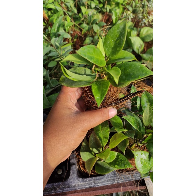 hoya sunrise uk. ekonomis