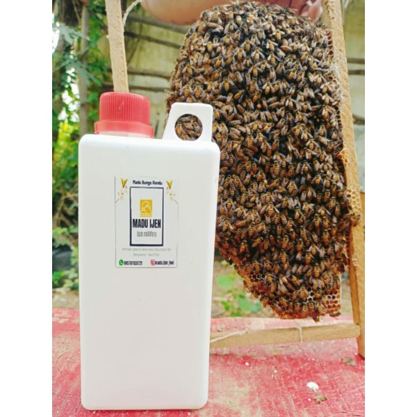 

madu kemasan 1kg termurah dari peternak langsung