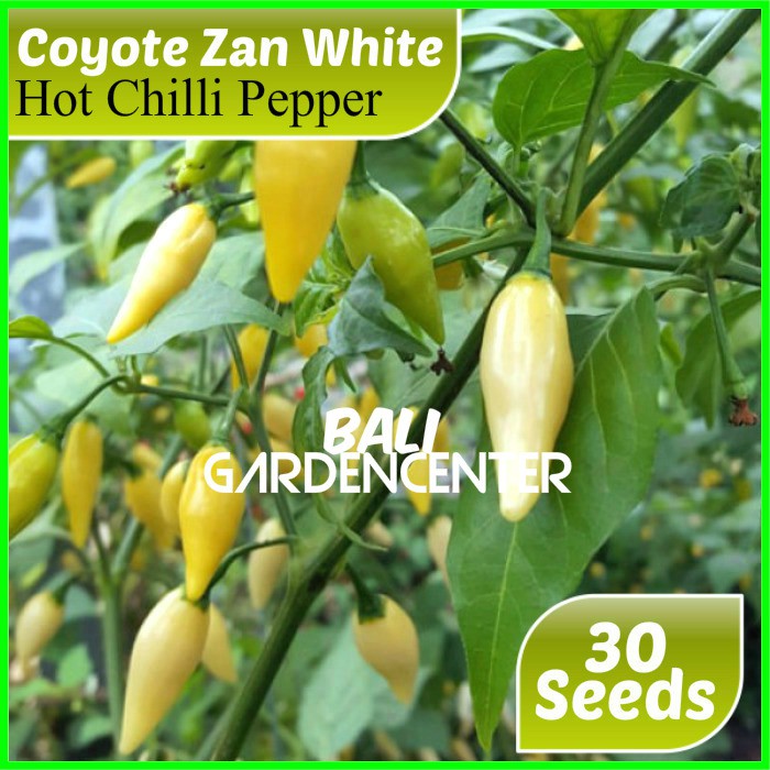 Isi 30 Benih Biji Cabe Putih - White Coyote Zan Pepper Import