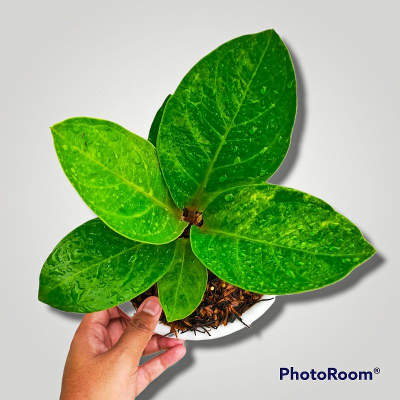 anthurium Jemani Mangkok varigata