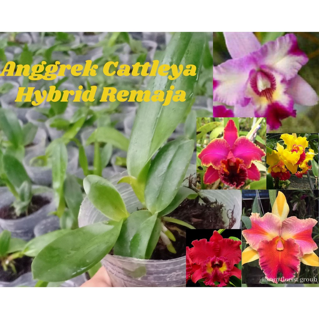 Bibit Bunga Anggrek Catleya Remaja
