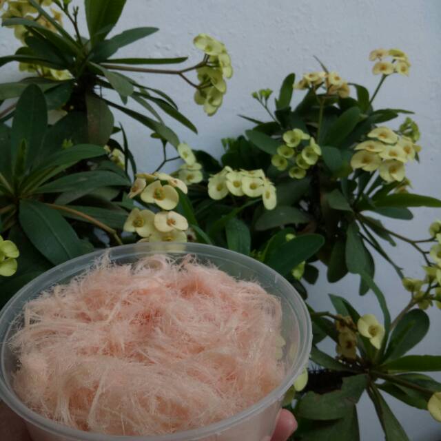

Rambut nene Aromanis