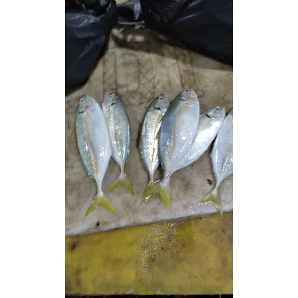 

Jual Ikan como press - 1 Kg