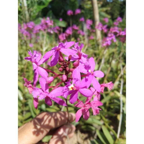 EPIDENDRUM UNGU / ANGGREK MERPATI UNGU