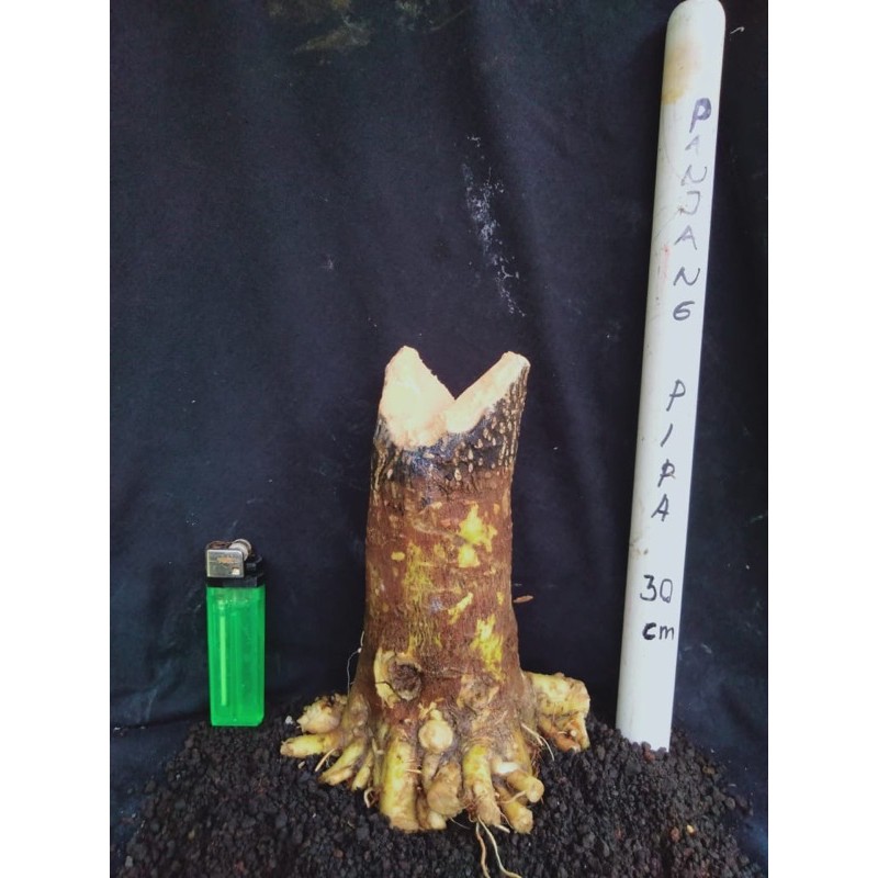 Bahan bonsai anting putri terbaru