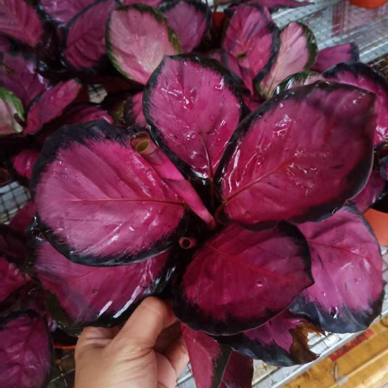 calathea crimson rumpunan rimbun