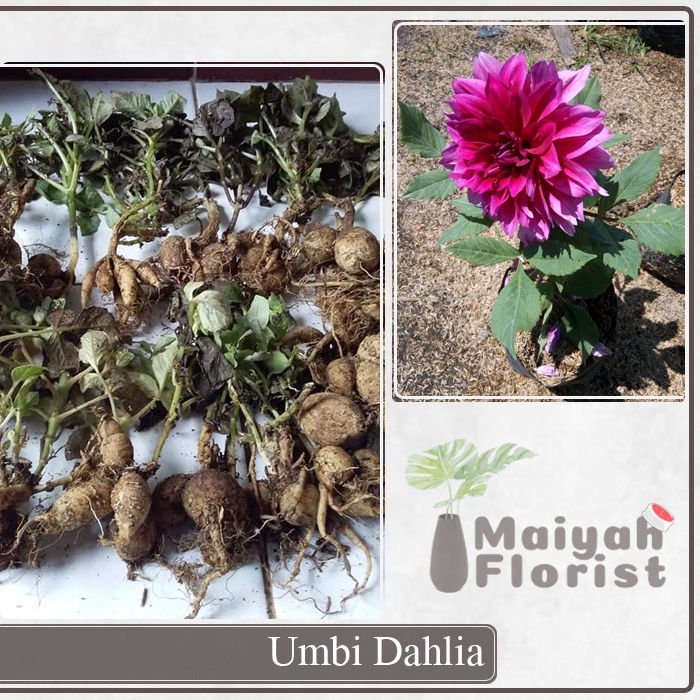 Umbi Bunga Dahlia - Mix Warna