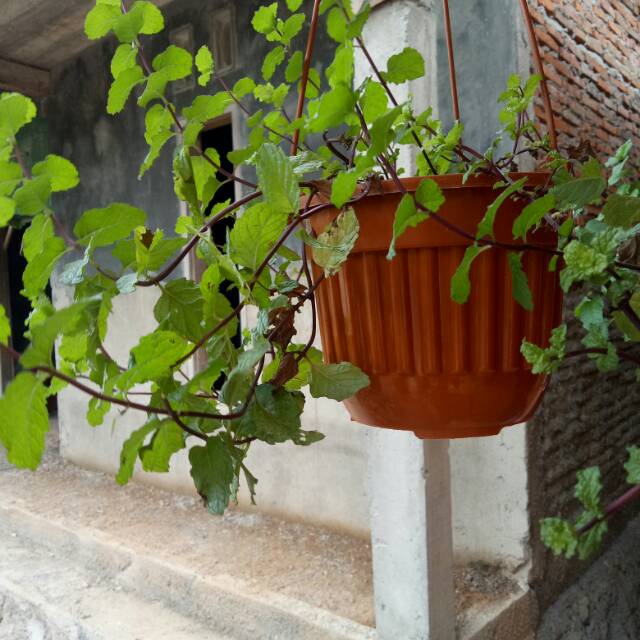 

Daun mint