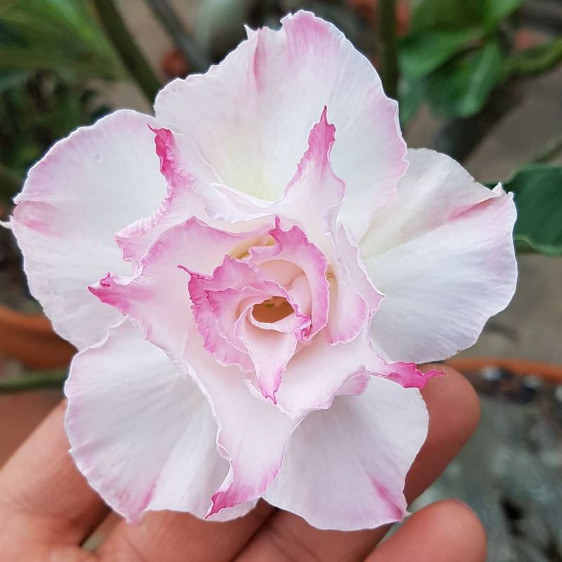 Bibit Adenium Bunga Tumpuk - Tanaman Adenium Tumpuk - Bunga Tumpuk