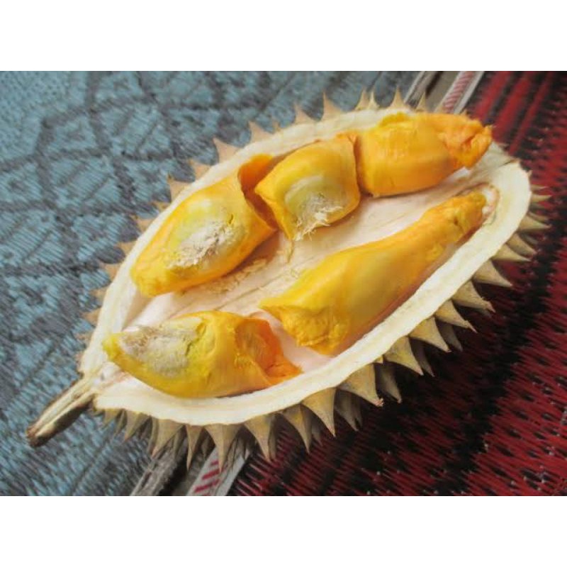 Bibit Durian Chane Terlaris