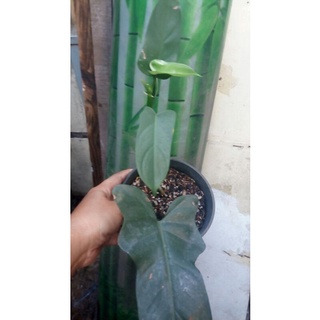 philodendron violin