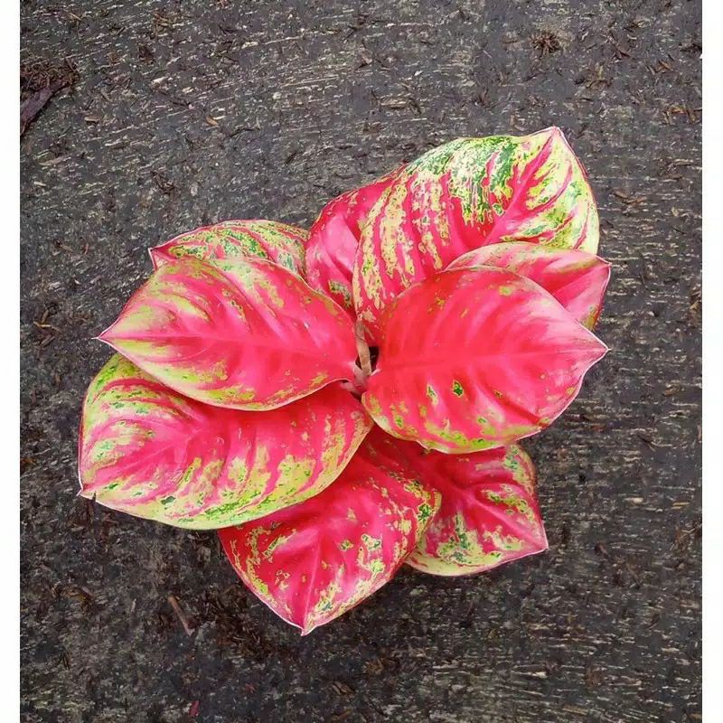 promo bonggol wulandari