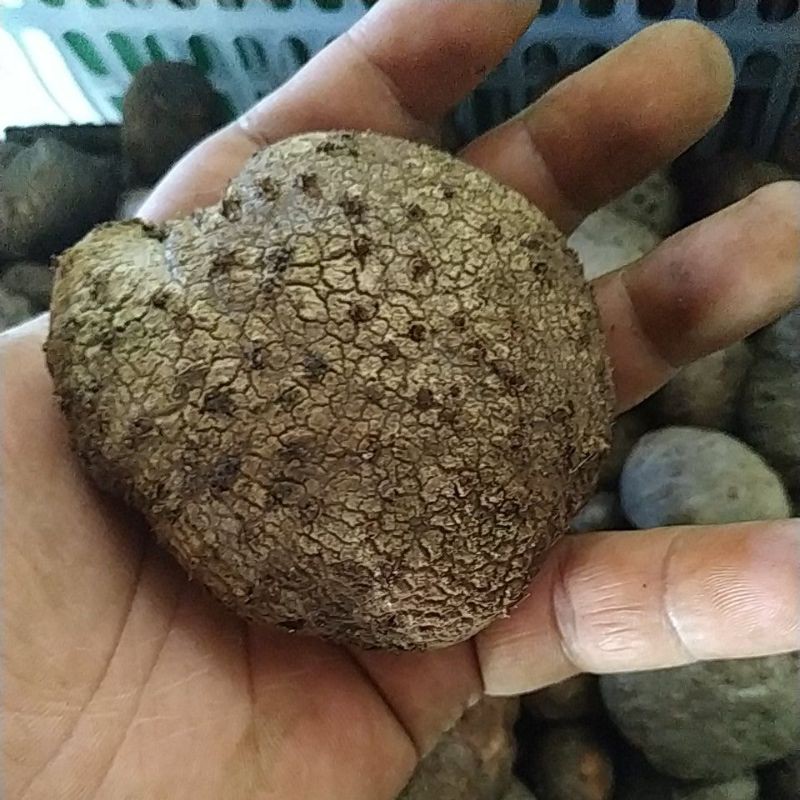 bibit katak porang asli madiun 1 biji 2 ons