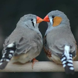 Burung Import Holland Zebra Finch Jumbo Shopee Indonesia