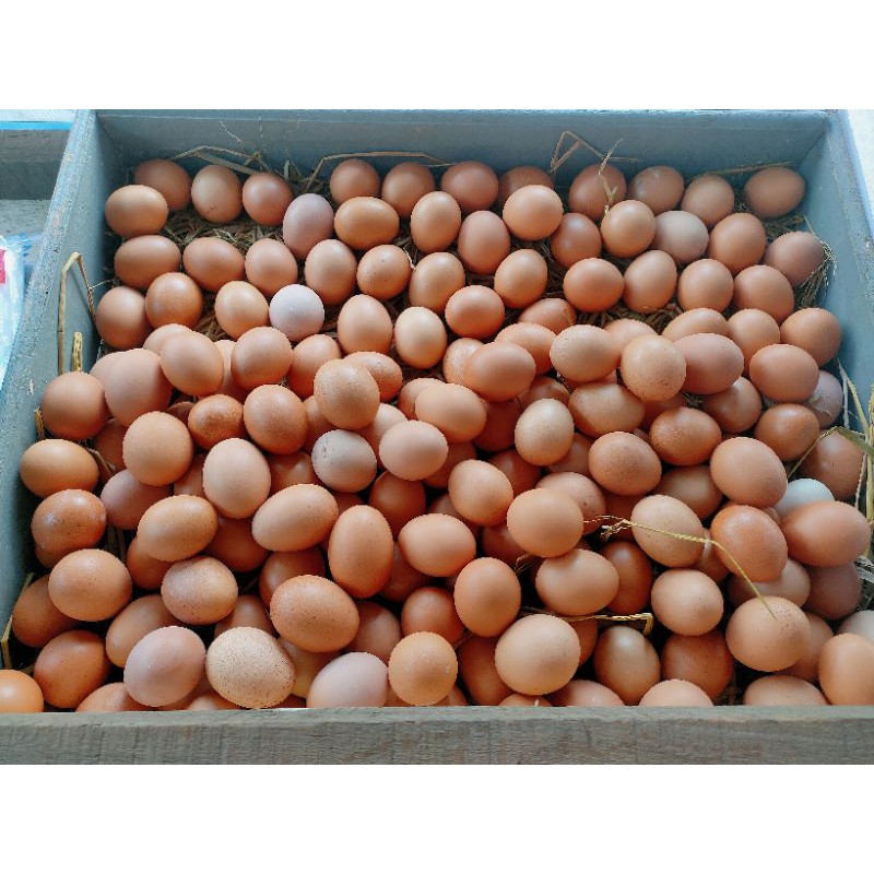 

telur ayam