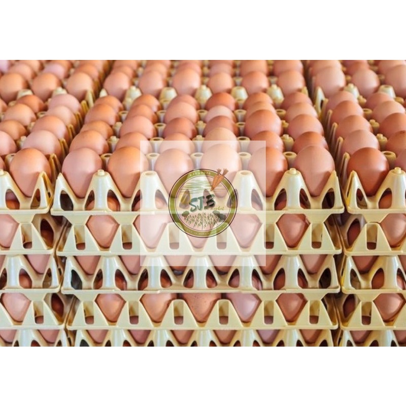 

Telur Ayam Negeri Fresh / Telor Ayam Negeri Murah