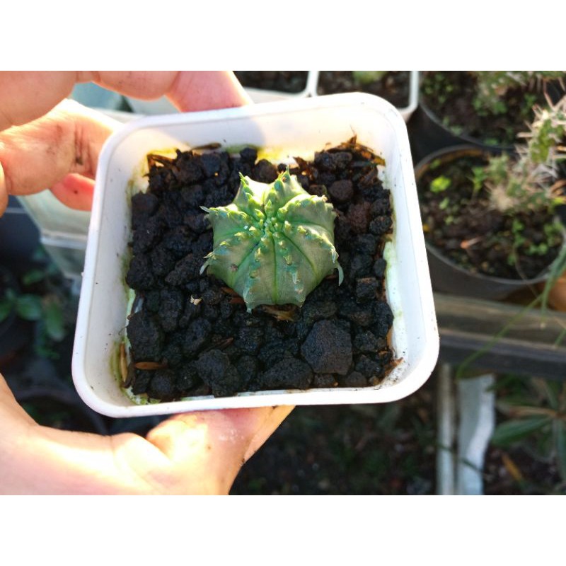 Tanaman antik/langka Euphorbia valida