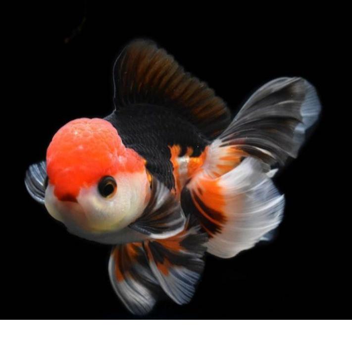 Gratis ongkir|LR40|ikan mas koki Oranda blackgold, panda & 3colour berkualitas / ikan hias aquarium 