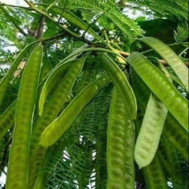 

[SAYUR EMAK] LAMTORO / PETAI CINA 500 GRAM / SAYUR SEGAR