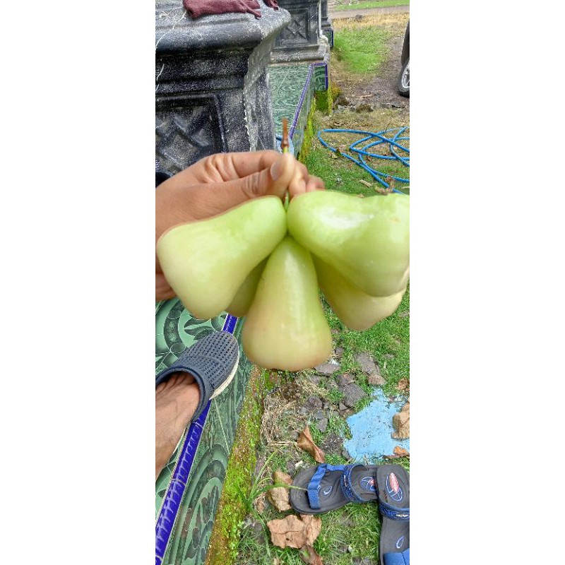 bibit buah jambu air madu deli hijau cangkok an