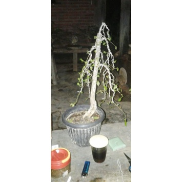 BONSAI SERUT SUDAH JADI SIAP KONTES.STOK 1