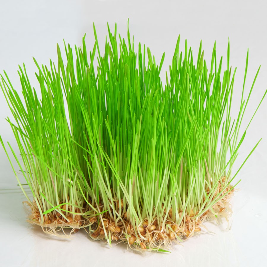 Bibit Benih biji Wheatgrass Seeds wheat grass Gandum  Rumput kucing