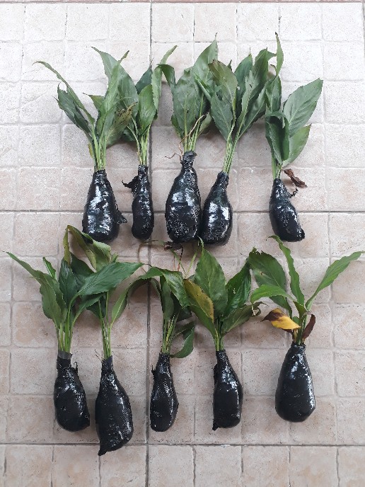 Tanaman Hias Peace Lily Sepatu Phylum Pohon Sepatu Pilem