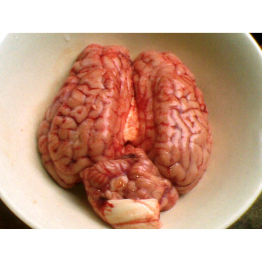 

OTAK SAPI SEGAR ( FRESH BEEF BRAIN )