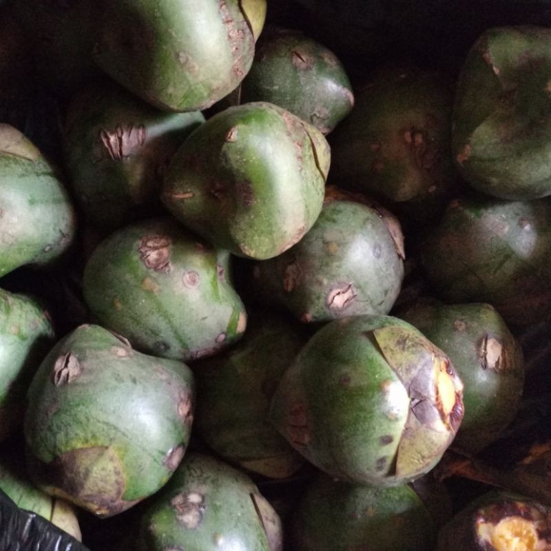 

jual buah aren muda 1 kg segar