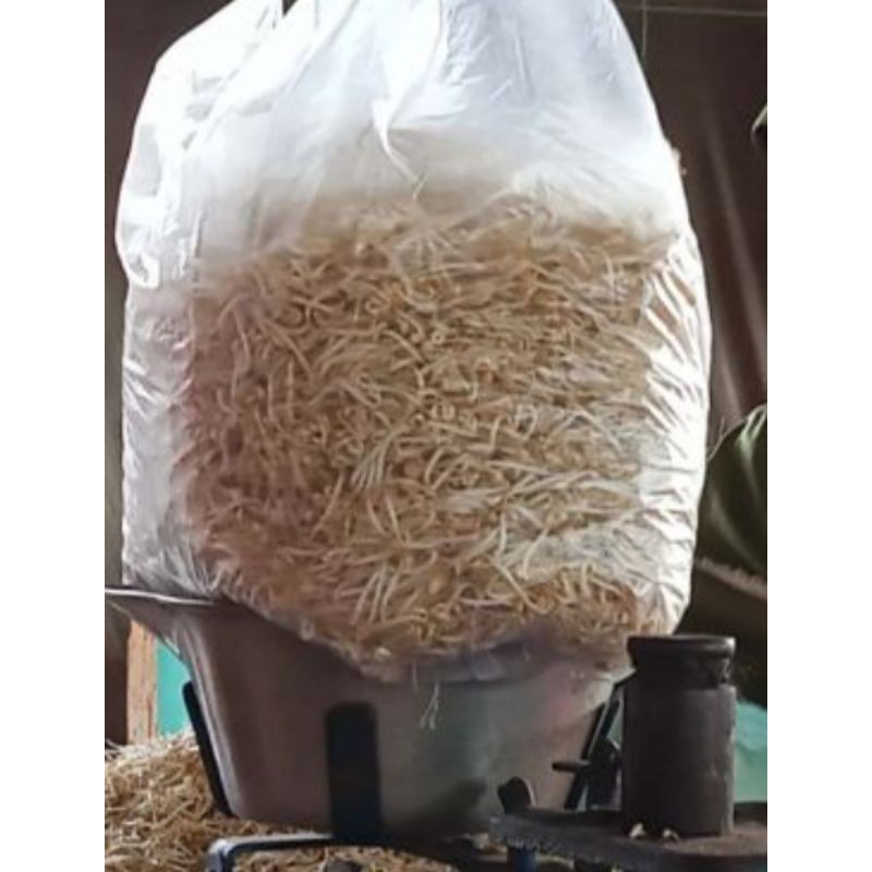 

Kecambah harga Per 250gram