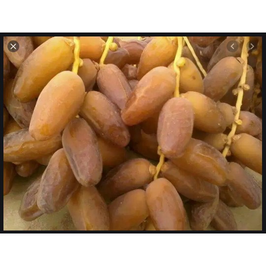 

Kurma Tunisia Tangkai madu 1kg - PROMO KURMA TANGKAI TUNISIA 1KG