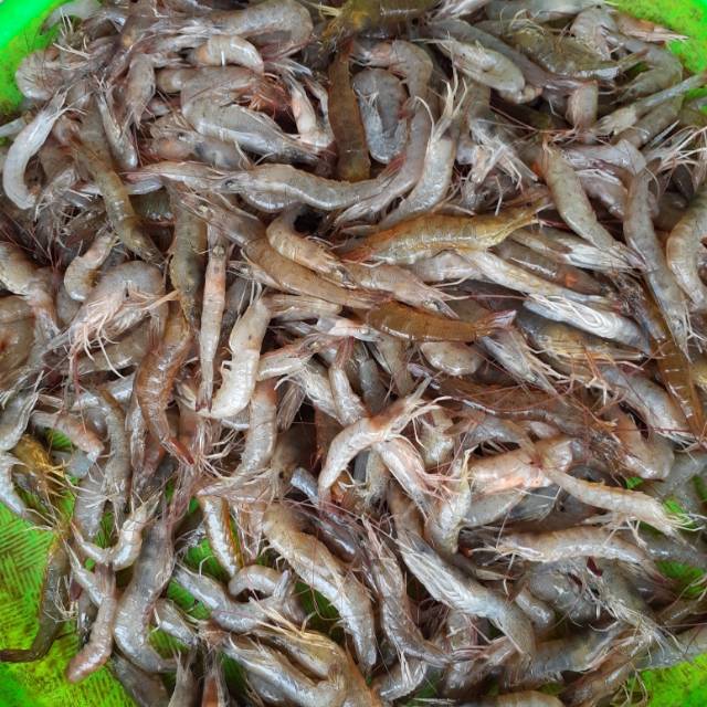 

Udang fresh ( udang api - api / udang mancing )