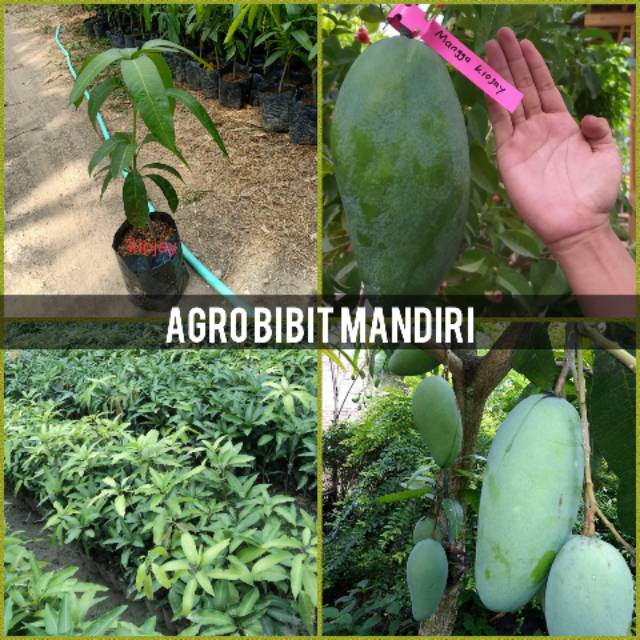 BIBIT BUAH MANGGA KIOJAY THAILAND