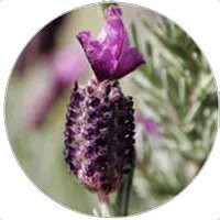 French Lavender Essential oil 5ml