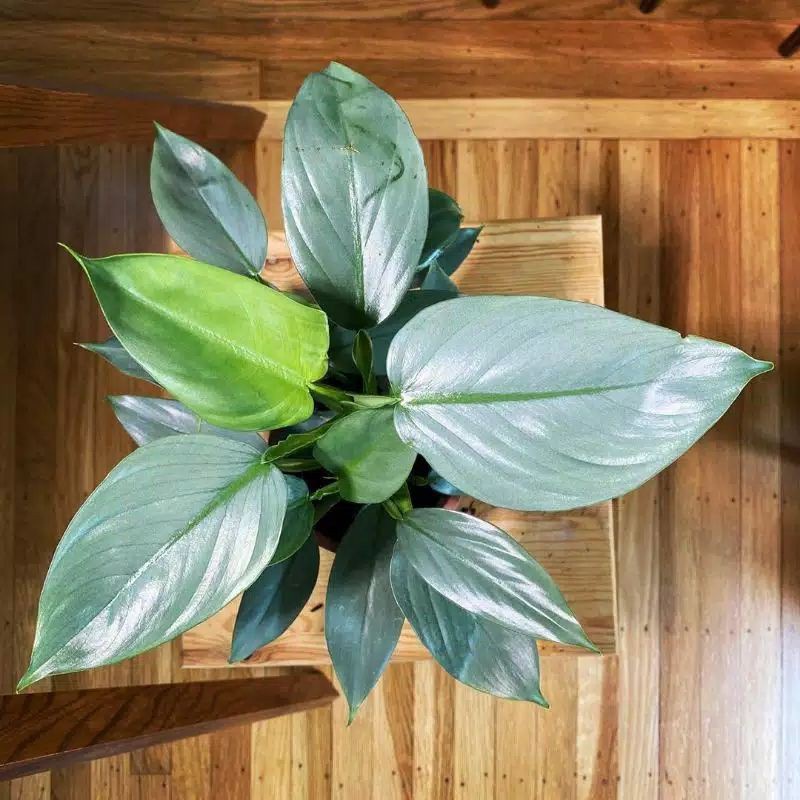 TANAMAN PHILODENDRON HASTATUM SWORD TANAMAN PHILO TANAMAN BUNGA INDOOR OUTDOOR