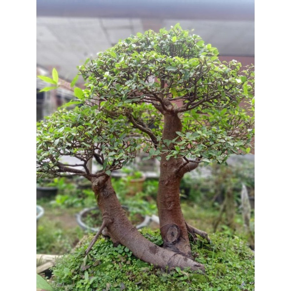 batang loa stek bahan bonsai loa